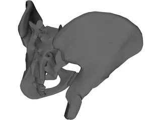 Pelvis 3D Model