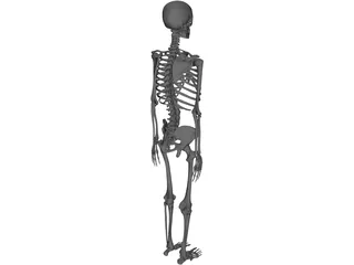 Skeleton 3D Model