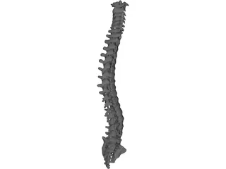 Vertebral Column 3D Model