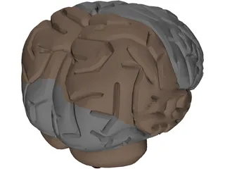 Brain Male 3D Model