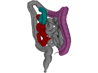 Intestines 3D Model