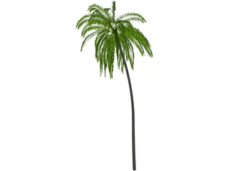 Palm Tree Cocoa 3D Model