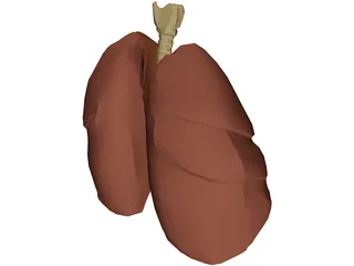 Respiratory Upper 3D Model