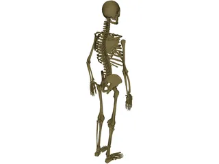 Skeleton Male 3D Model