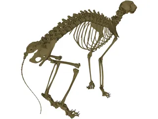 Cat Skeleton 3D Model