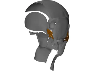 Face Muscles 3D Model