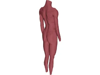 Surface Muscles 3D Model