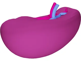 Spleen 3D Model