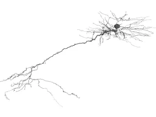 Purkinje Cell 3D Model