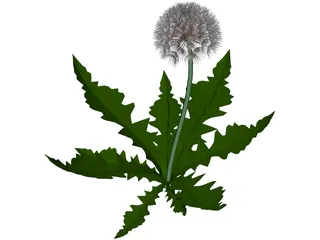 Dandelion 3D Model