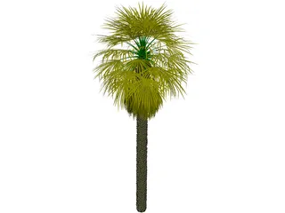 Washingtonia Palm 3D Model