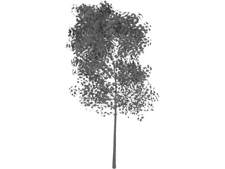 Aspen Populus 3D Model