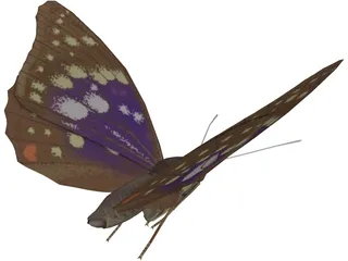 Butterfly Oomura 3D Model