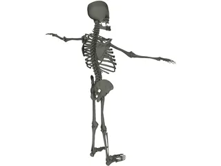 Skeleton 3D Model