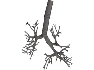 Bronquial Tree with Trachea 3D Model