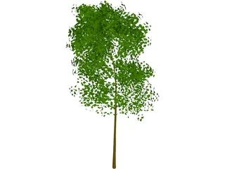 Tree 3D Model