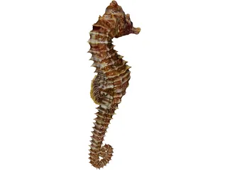 Seahorse  3D Model