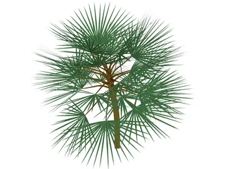 Palm  3D Model