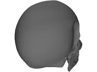 Skull 3D Model