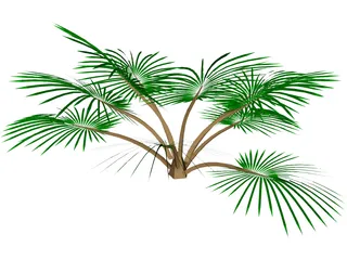 Palm Tree 3D Model