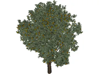 Orange Tree 3D Model