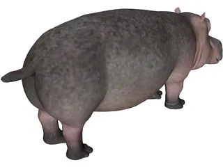 Hippopotamus 3D Model