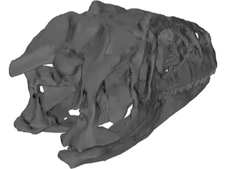 Allosaurus Fragilis Skull 3D Model