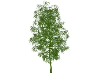 Birch Tree 3D Model