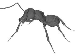 Ant 3D Model