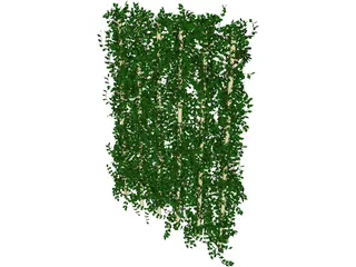 Plant Ivy 3D Model