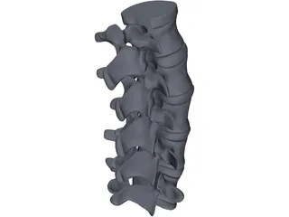 Lumbar Spine 3D Model