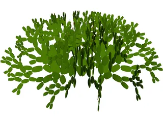 Opuntia 3D Model