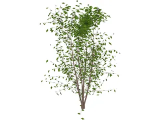 Tree 3D Model