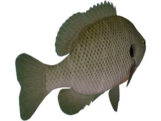 Bluegill 3D Model