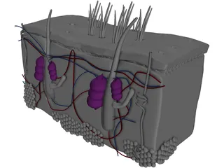 Skin Anatomy 3D Model