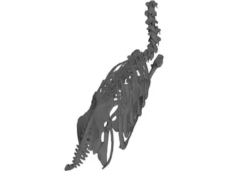 Macaw Skeleton 3D Model