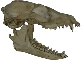 Fox Head Skull 3D Model