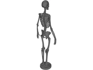 Human Skeleton 3D Model