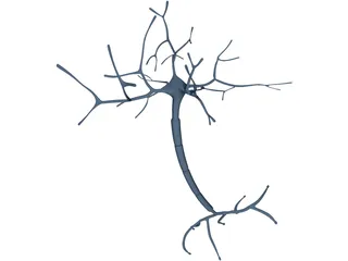 Neuron 3D Model