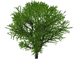 Cherry Tree 3D Model