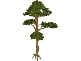 Pine 3D Model