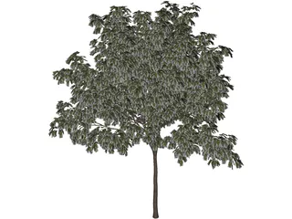 Arbol Tree 3D Model