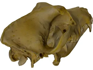 German Shepherd Male Dog Skull Scan 3D Model