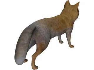 Tibetan Hill Fox 3D Model