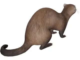 Ferret 3D Model