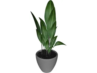 Ficus 3D Model