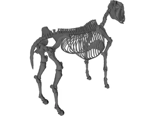 Horse Skeleton 3D Model