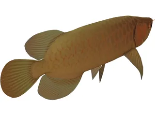 Asia Arowana 3D Model