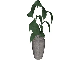 Ficus  3D Model