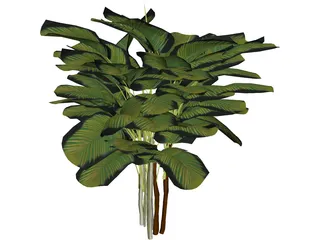 Bamboo Palm 3D Model